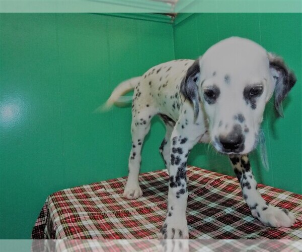 Medium Photo #3 Dalmatian Puppy For Sale in PATERSON, NJ, USA