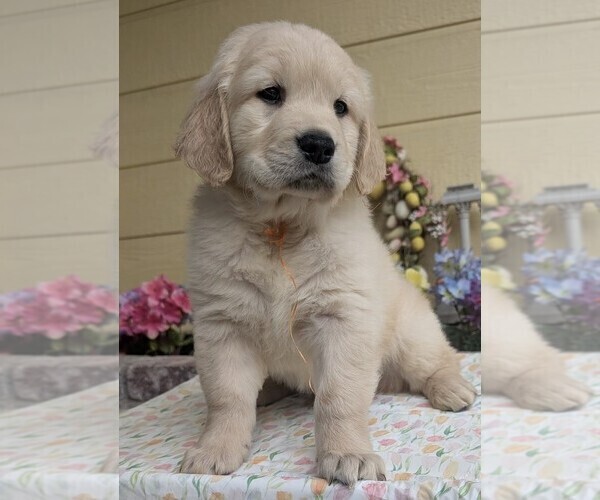 Medium Photo #1 Golden Retriever Puppy For Sale in MODESTO, CA, USA