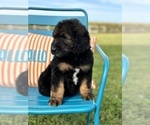 Small #1 Goldendoodle