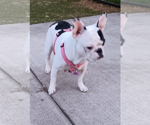 Father of the French Bulldog puppies born on 04/09/2025