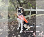 Small #4 Anatolian Shepherd-Great Pyrenees Mix