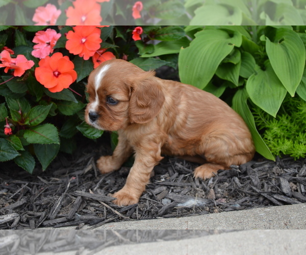 Medium Photo #4 Cavalier King Charles Spaniel Puppy For Sale in GREENWOOD, WI, USA