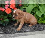 Small #3 Cavalier King Charles Spaniel
