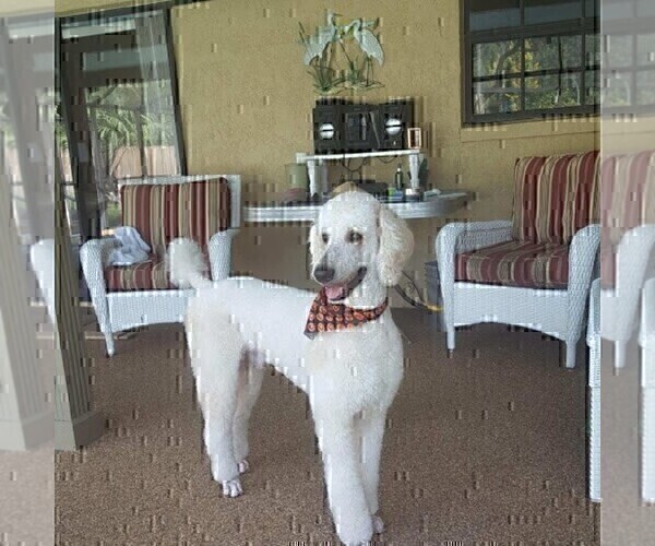Medium Photo #1 Poodle (Standard) Puppy For Sale in BRANDON, FL, USA