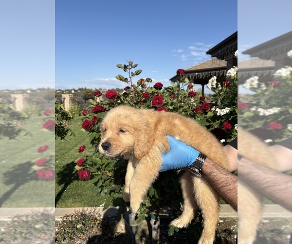 Medium Photo #2 Golden Retriever Puppy For Sale in RIVERSIDE, CA, USA