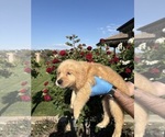 Small Photo #2 Golden Retriever Puppy For Sale in RIVERSIDE, CA, USA