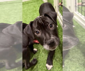 Mutt Dogs for adoption in Sanford, FL, USA