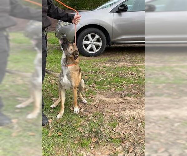 Medium Photo #1 German Shepherd Dog Puppy For Sale in Houston, TX, USA