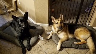 Mother of the German Shepherd Dog puppies born on 04/04/2018