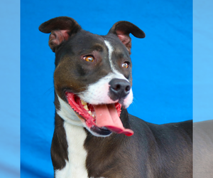 Border Collie-Unknown Mix Dogs for adoption in Pasadena, CA, USA