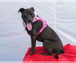 Small #1 American Pit Bull Terrier Mix