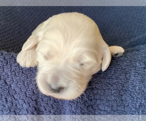 Medium Photo #6 Goldendoodle Puppy For Sale in CONROE, TX, USA