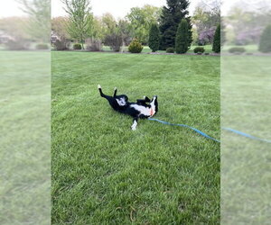 Jesse (a courtesy listing in Northern IL) - Male Border Collie Dog for Adoption - Photo #4