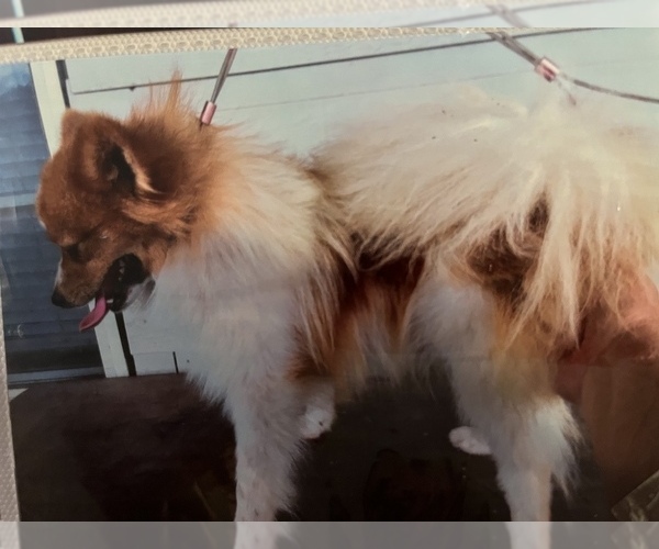 Medium Photo #1 Pomeranian Puppy For Sale in VICTORIA, TX, USA