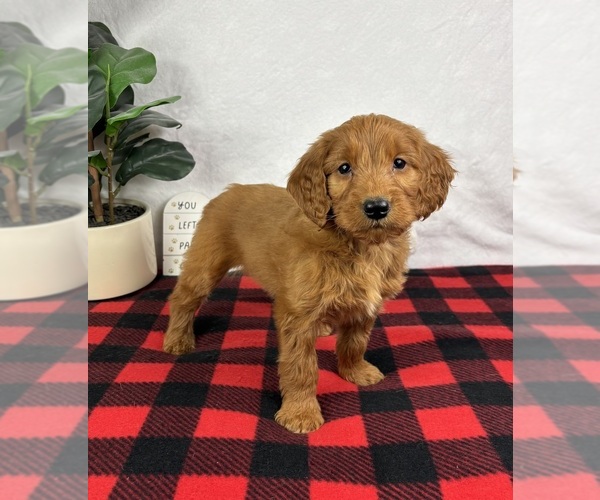 Medium Photo #3 Goldendoodle (Miniature) Puppy For Sale in GREENFIELD, IN, USA