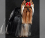 Small Photo #1 Yorkshire Terrier Puppy For Sale in ROANOKE, VA, USA