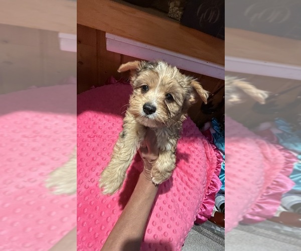 Medium Photo #3 Yorkshire Terrier Puppy For Sale in ALVORD, IA, USA