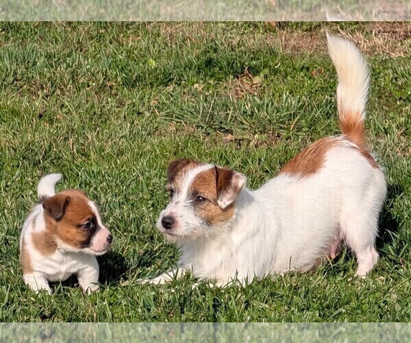 Medium Photo #1 Jack Russell Terrier Puppy For Sale in APPLE GROVE, WV, USA