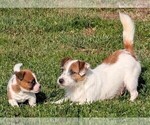 Small Photo #1 Jack Russell Terrier Puppy For Sale in APPLE GROVE, WV, USA