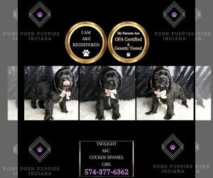 Cocker Spaniel Puppy for sale in WARSAW, IN, USA