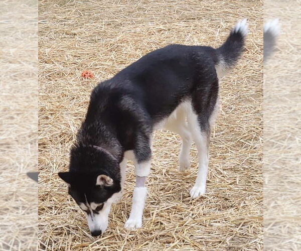 Medium Photo #4 Siberian Husky Puppy For Sale in Uwchlan, PA, USA
