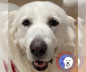 Great Pyrenees Dogs for adoption in Spring, TX, USA