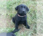 Small #21 Labrador Retriever