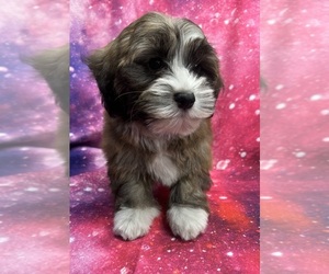 Havanese Puppy for sale in LIVONIA, MI, USA