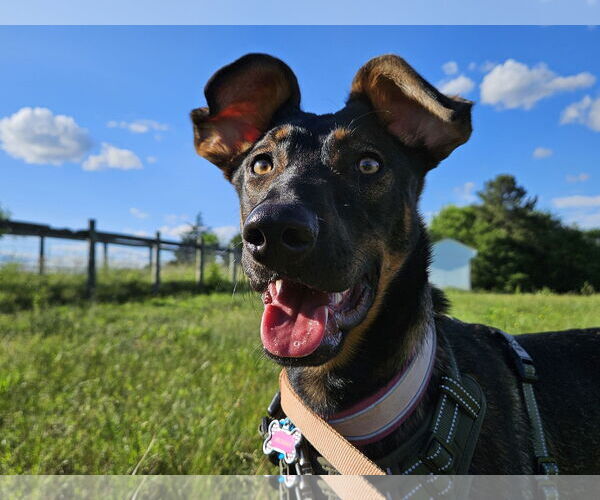Medium Photo #5 Doberman Pinscher-German Shepherd Dog Mix Puppy For Sale in Roxboro, NC, USA