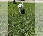 Small Photo #3 Miniature Labradoodle Puppy For Sale in QUINCY, MI, USA