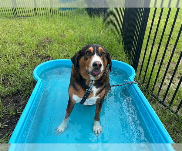 Medium Photo #2 Greater Swiss Mountain Dog-Unknown Mix Puppy For Sale in Ocala, FL, USA
