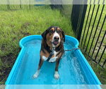Small #1 Greater Swiss Mountain Dog Mix