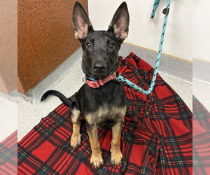 Mutt Dogs for adoption in Rancho Cucamonga, CA, USA