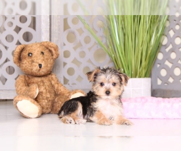 Medium Photo #2 Shorkie Tzu Puppy For Sale in MOUNT VERNON, OH, USA