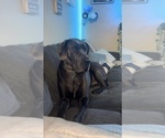 Small Photo #1 Great Dane Puppy For Sale in PERRIS, CA, USA