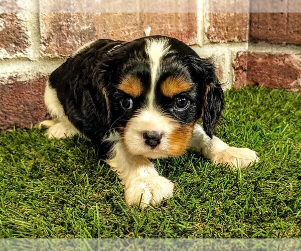 Medium Photo #1 Cavalier King Charles Spaniel Puppy For Sale in MOBERLY, MO, USA