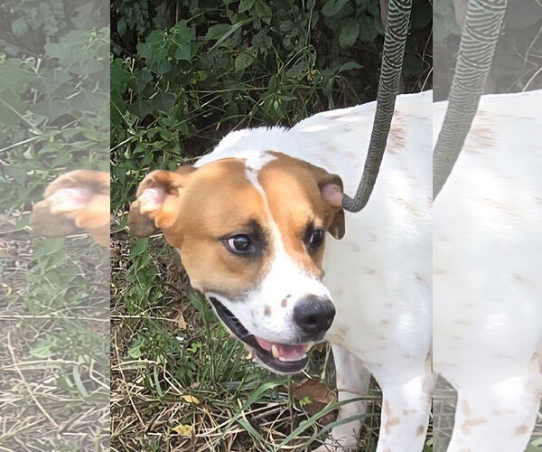 Medium Photo #2 Mutt Puppy For Sale in Jackson, MS, USA