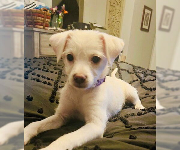 Medium Photo #2 Bichon Frise-Unknown Mix Puppy For Sale in Genesee, WI, USA