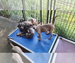 Small #1 American Pit Bull Terrier-Labrador Retriever Mix