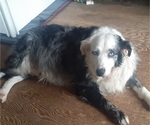 Small Photo #1 Australian Shepherd Puppy For Sale in ROCKBRIDGE, OH, USA