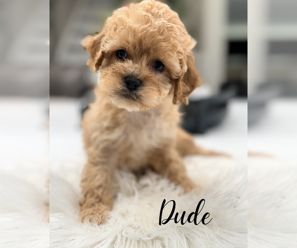 Medium Photo #5 Cavapoo (Miniature) Puppy For Sale in ADDISON, IL, USA
