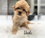 Small #4 Cavapoo (Miniature)