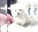 Small Photo #1 Pomeranian Puppy For Sale in CORYDON, IN, USA