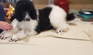 Poodle (Standard) Puppy for sale in BURNS HARBOR, IN, USA