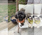 Small #1 Shih Tzu
