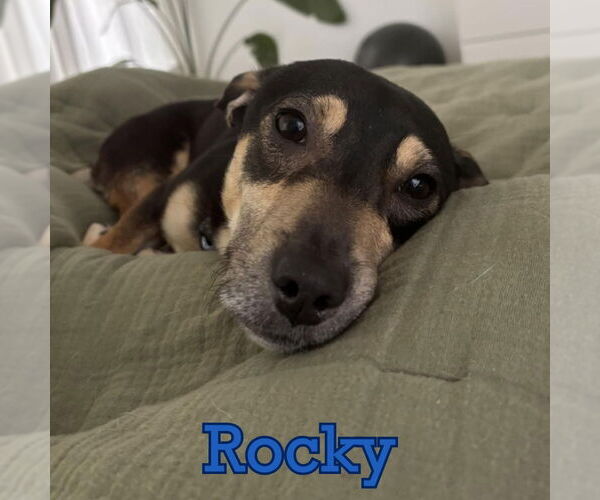 Medium Photo #16 Dachshund Puppy For Sale in San Antonio, TX, USA