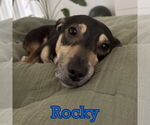 Small #15 Dachshund