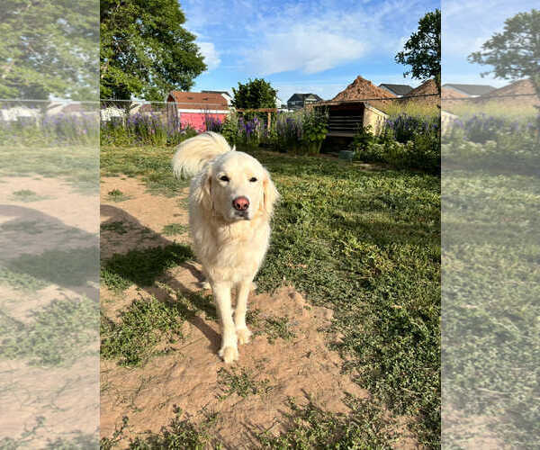 Medium Photo #1 Great Pyrenees Puppy For Sale in Bountiful, UT, USA