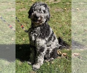 Mother of the Goldendoodle mix (+ Poodle Standard) puppies born on 07/29/2026