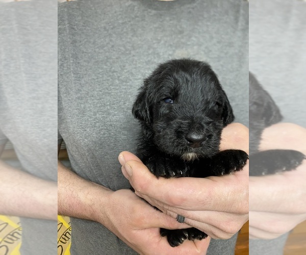 Medium Photo #9 Goldendoodle Puppy For Sale in WEAVERVILLE, NC, USA
